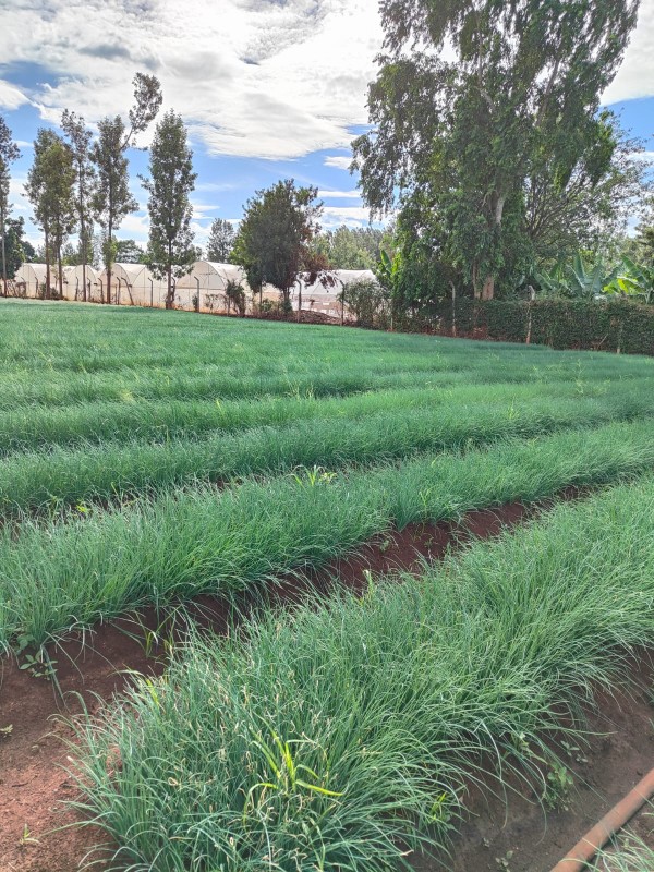 CHIVES from Kenya